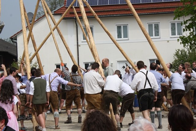 Maibaum 2013